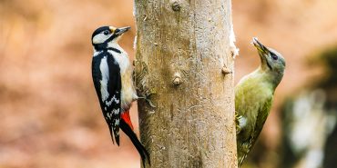 Neue Scholle Nachrichten 1/2023