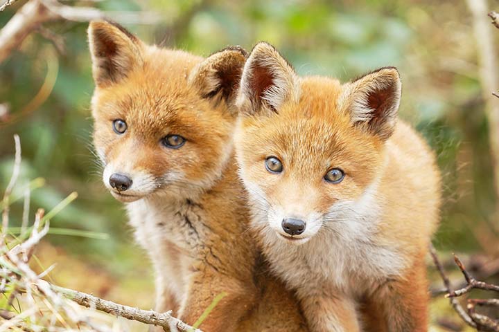 Nachwuchs auf der Siedlung!